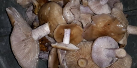 Kako pržiti pečurke rowan: recepti sa fotografijama